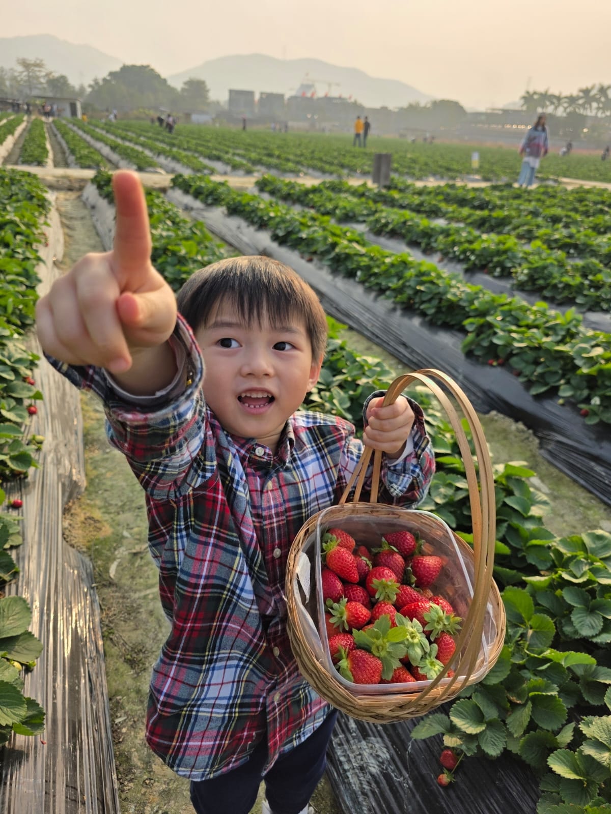 Strawberry Picking